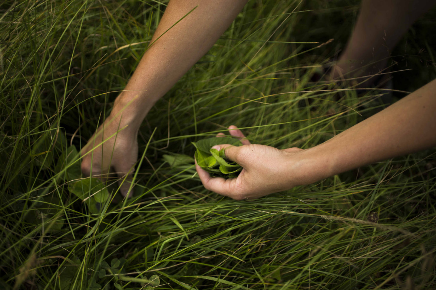 Gourmet sauvage - 🍄 PRÊT POUR LA CUEILLETTE DE