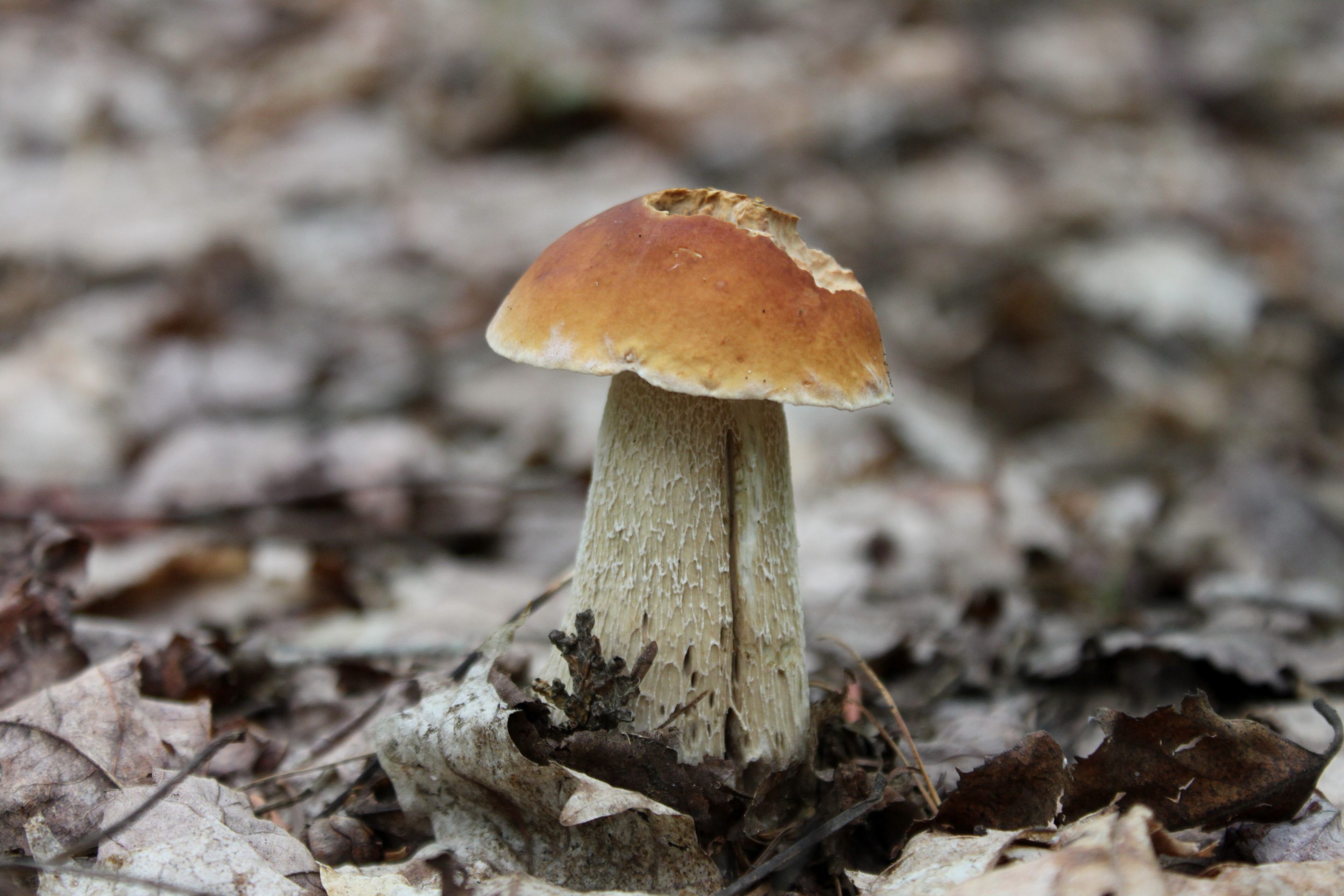 Comment faire sécher des champignons sauvages ? Gourmet Sauvage