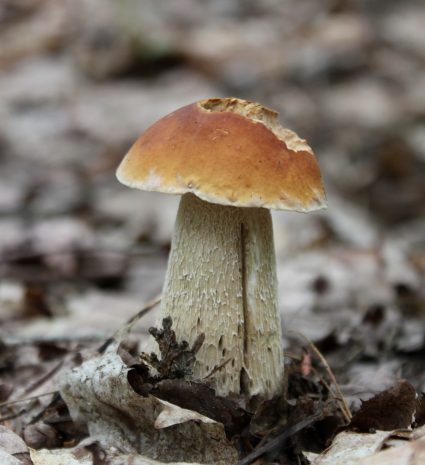 Bolet cèpe dressé parmi les feuilles mortes du sous-bois