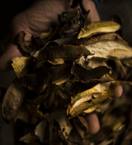 Mélange de bolets séchés tenu dans une main