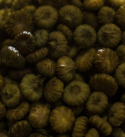 Câpres de boutons de marguerites dans un bocal de liquide