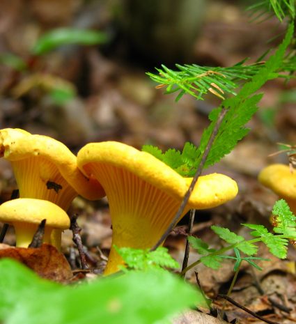 Chanterelles jaunes parmi les feuilles et les fougères du sous-bois