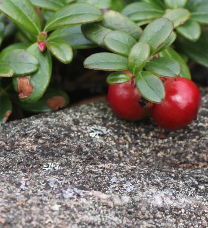 Airelles rouges sous les feuilles, au bord d’une roche