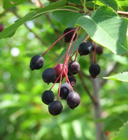 Amélanches mûres en grappes sur une branche feuillue