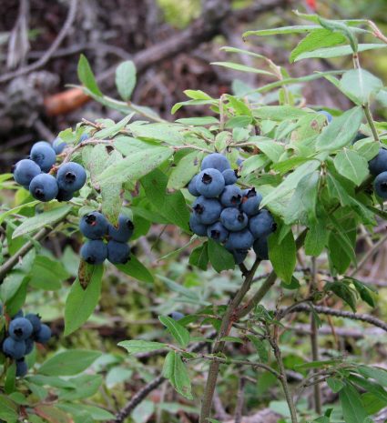 Bleuets sauvages sur des branches feuillues dans un sous-bois