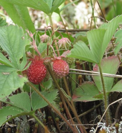 Fraises sauvages parmi les feuilles et les tiges au sol