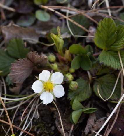 Fleur de fraisier sauvage parmi les feuilles et les brindilles