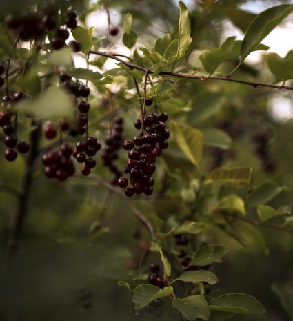 Cerises à grappes mûres sur une branche feuillue en forêt