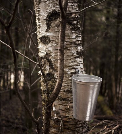 Seau en métal suspendu à un bouleau en forêt