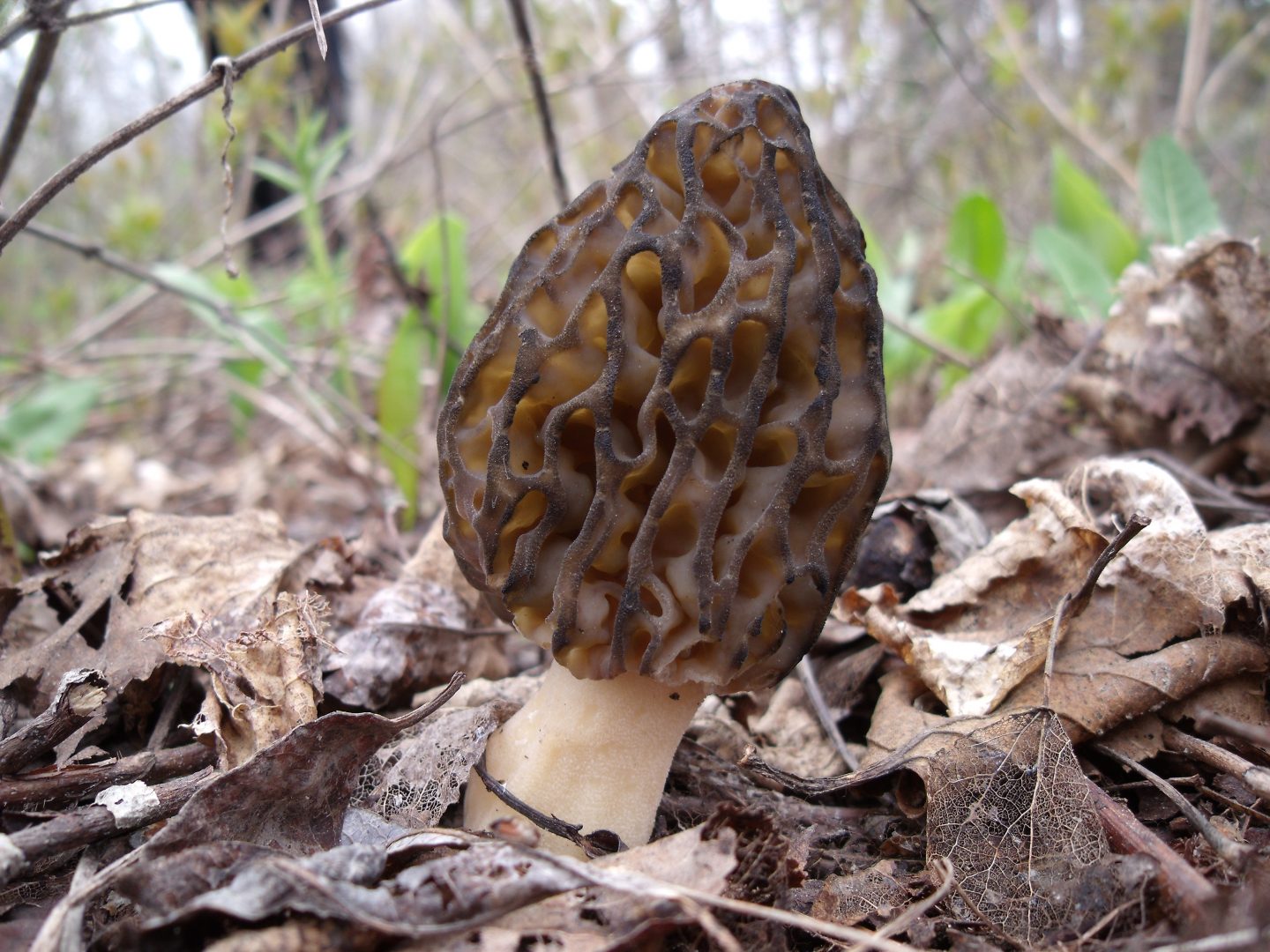 Morilles De Feu Gourmet Sauvage 