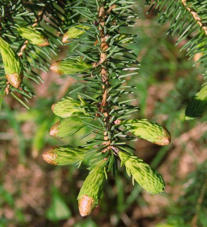 Pousses d’épinettes vert clair sur une branche dans la forêt
