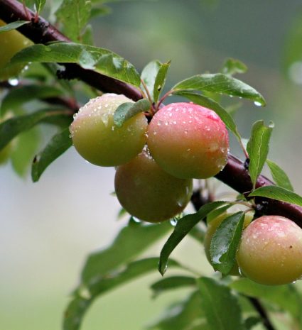 Prunes sauvages roses et vertes sur une branche feuillue