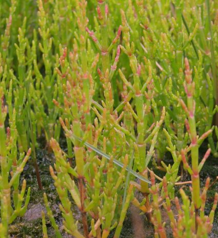 Salicorne aux tiges vertes et rosées dans un sol humide