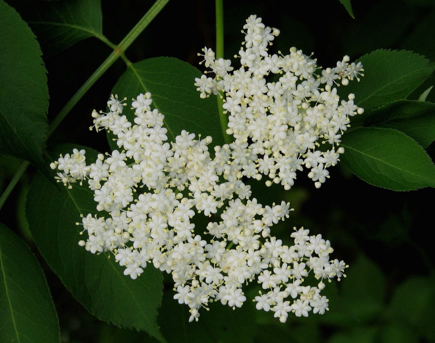 Photo gratuite de fleurs de sureau