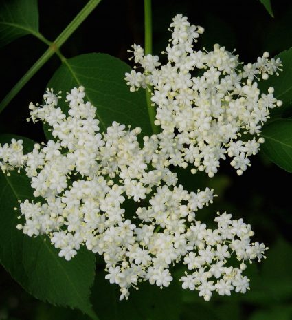 Fleurs de sureau blanc en grappes parmi les feuilles