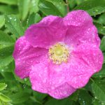 wild rose flower with water droplets