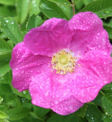 Fleur de rosier sauvage perlée de gouttes parmi les feuilles