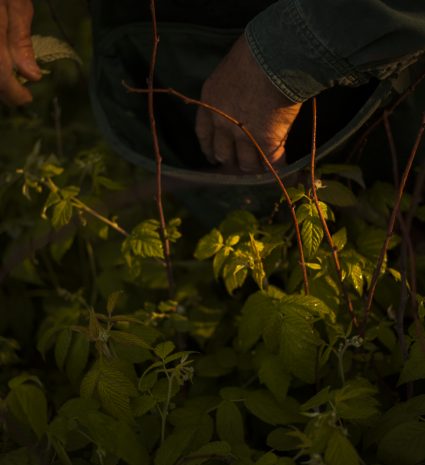 Mains parmi des feuilles de framboisier dans le sous-bois