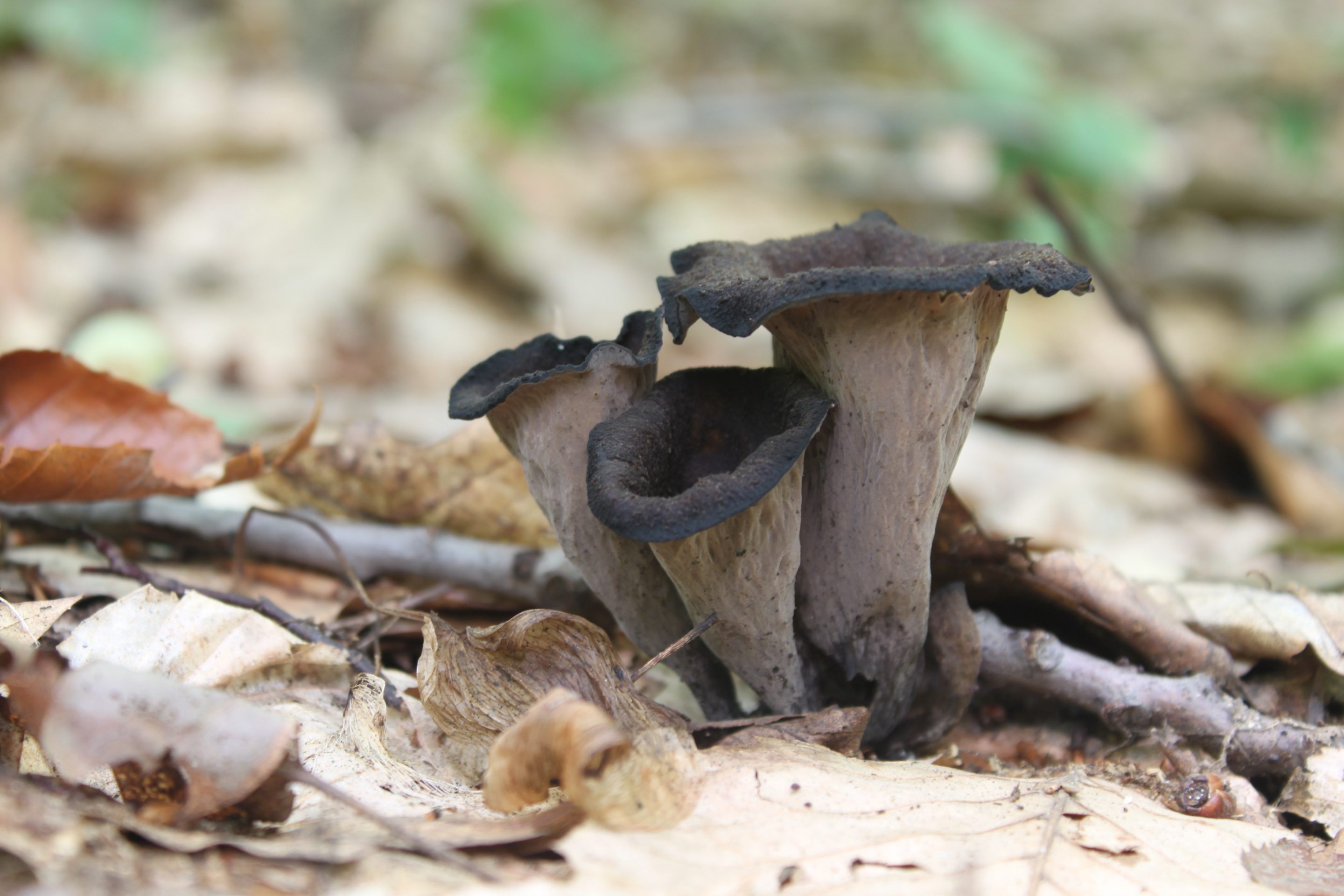 Faire Secher Des Trompettes De La Mort Au Four