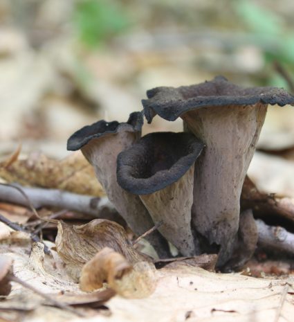 Trompettes de la mort parmi les feuilles du sous-bois