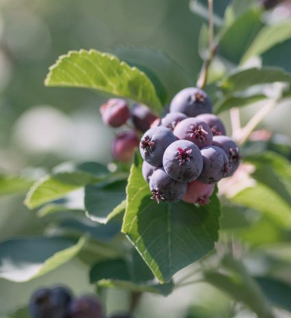 Amélanches mûres sur une branche entourée de feuilles vertes