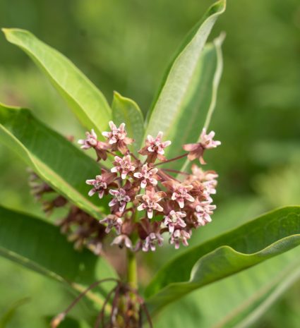 Fleurs d’asclépiade au milieu de feuilles vertes dans la végétation