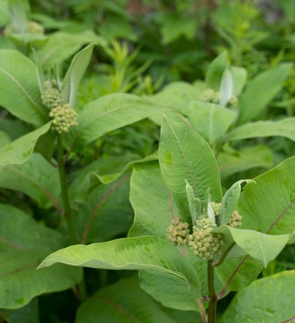 Boutons floraux d’asclépiade parmi les grandes feuilles