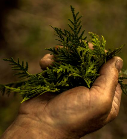 Rameaux de cèdre tenus dans une main en forêt