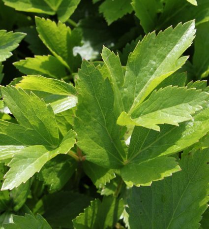 Feuilles de livèche écossaise dans un feuillage dense