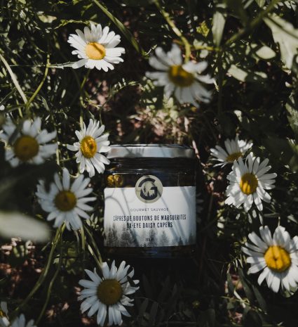 Câpres de boutons de marguerites dans un pot entouré de fleurs