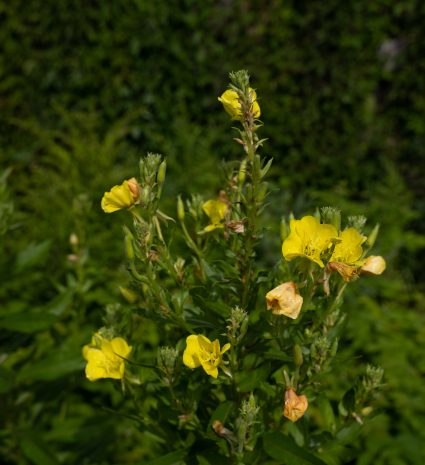 Fleurs d’onagre bisannuelle parmi le feuillage