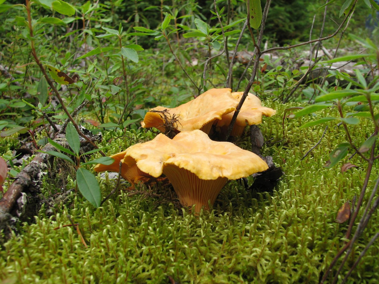 Comment faire sécher des champignons sauvages ?