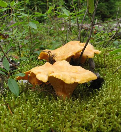 Chanterelles fraîches dans la mousse d’un sous-bois