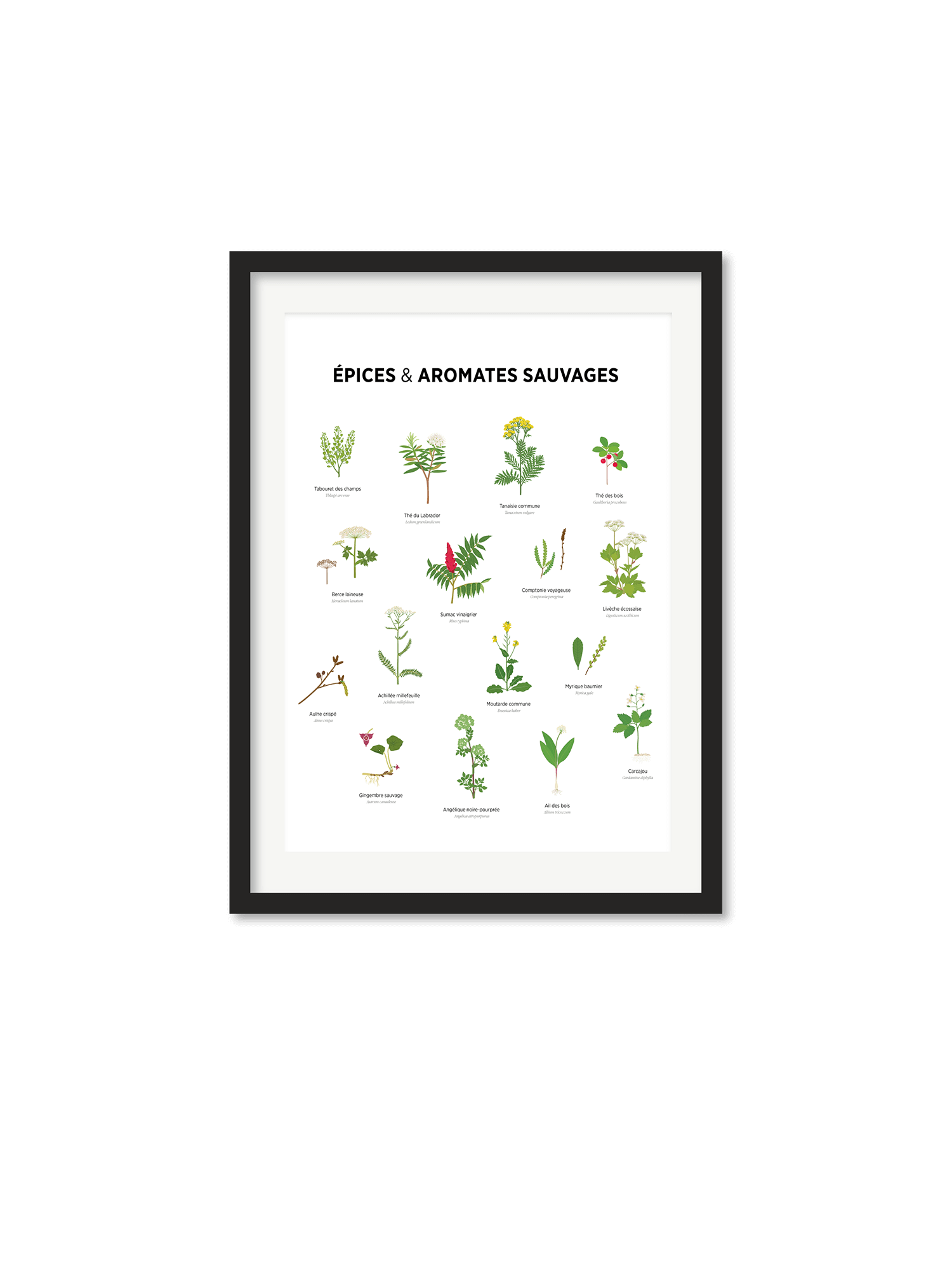 Épices et aromates_redim Affiche – Épices sauvages