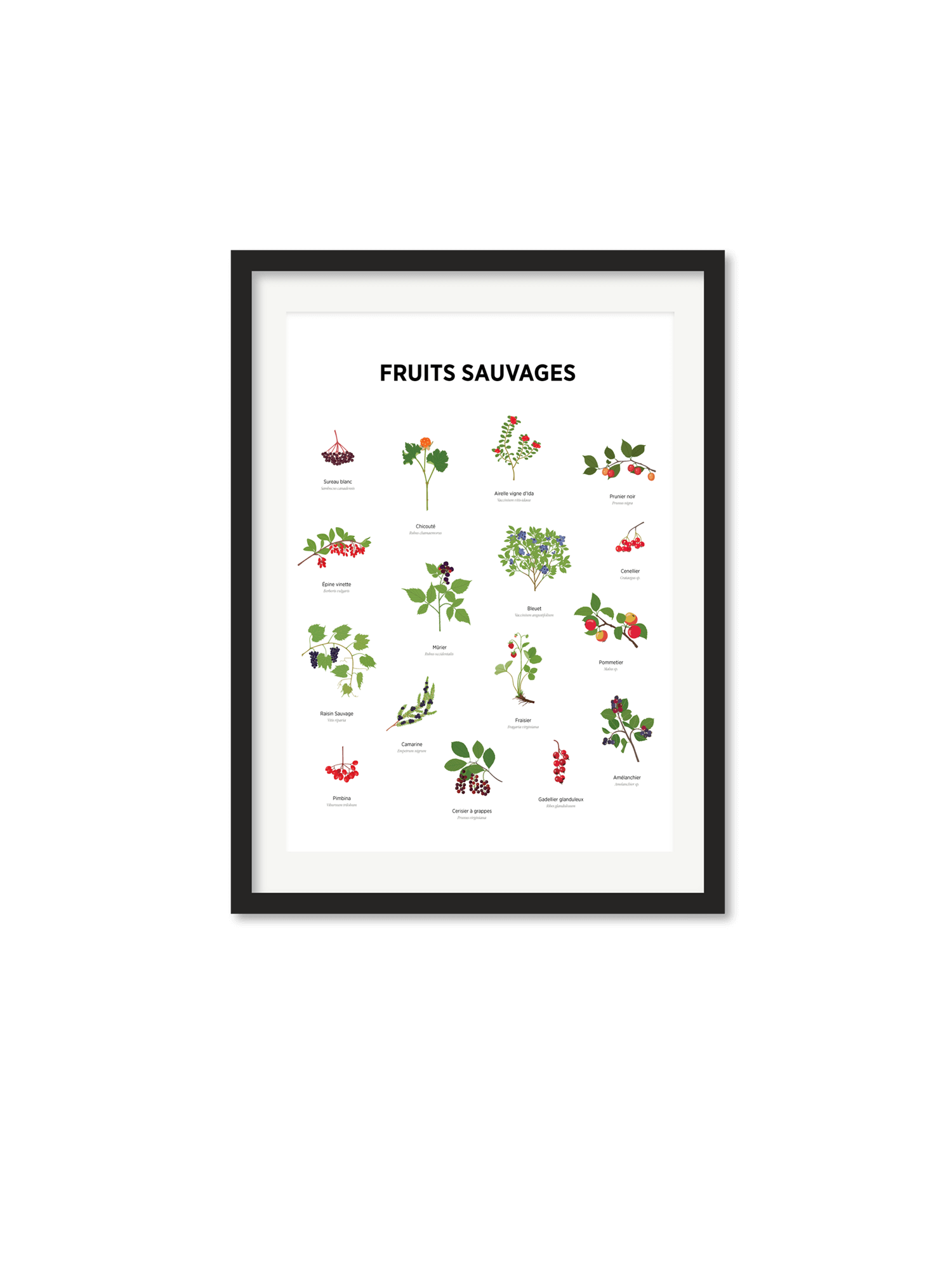 fruits-sauvages_redim2 Affiche – Fruits sauvages