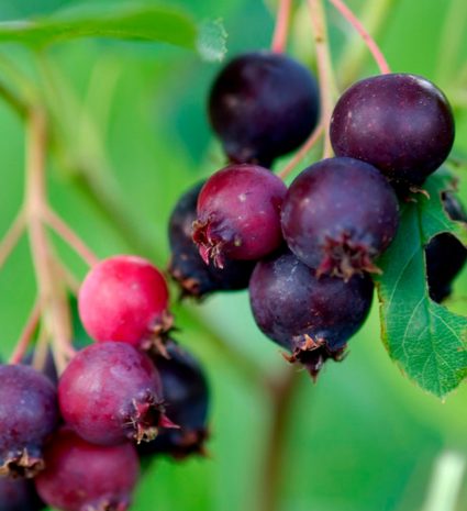 Grappe d’amélanches rouges et violettes sur une branche feuillue