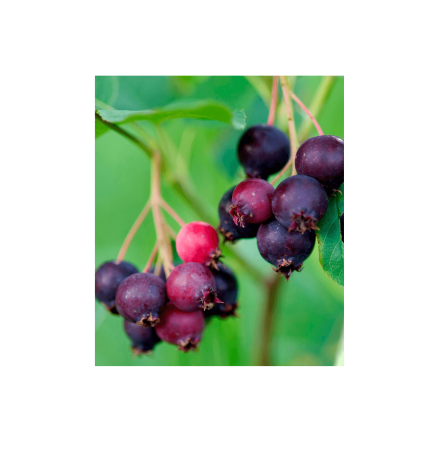 Amélanches rouges et violettes suspendues à des branches feuillues