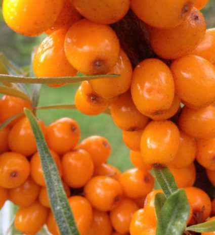 Baies d’argousier mûres en grappes sur des branches feuillues