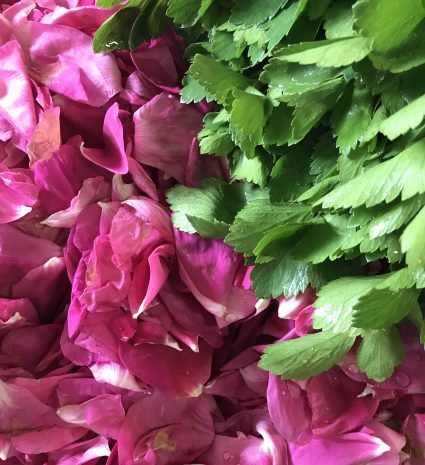 Pétales de roses sauvages et feuilles vertes en gros plan