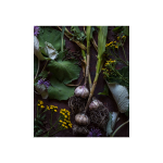 Initiation à la médecine des plantes sauvages avec Marilyne - 5 juillet