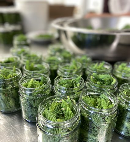 Pousses d’épinettes dans des pots de verre sur un comptoir