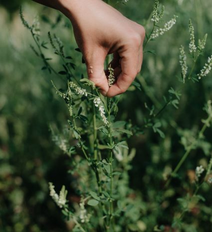 Cueillette de mélilot en fleurs parmi les plantes sauvages