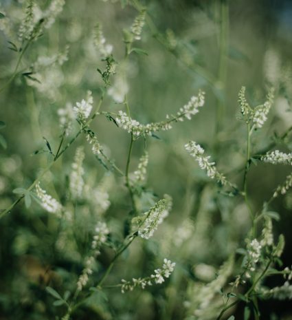 Fleurs de mélilot parmi des tiges et des feuilles