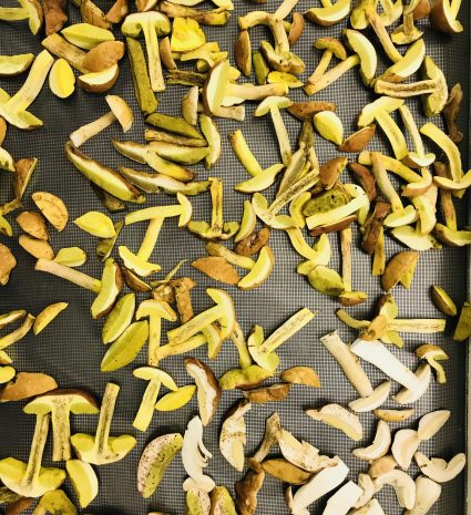 Tranches de bolets étalées sur une grille de séchage
