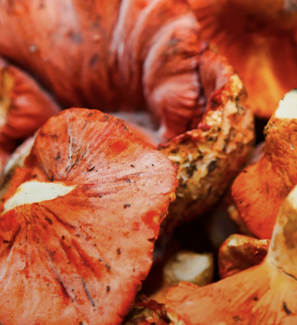 Champignons crabes orange entassés en gros plan