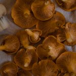 Champignons sauvages