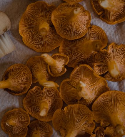 Chanterelles vues sous leurs chapeaux sur un tissu gris