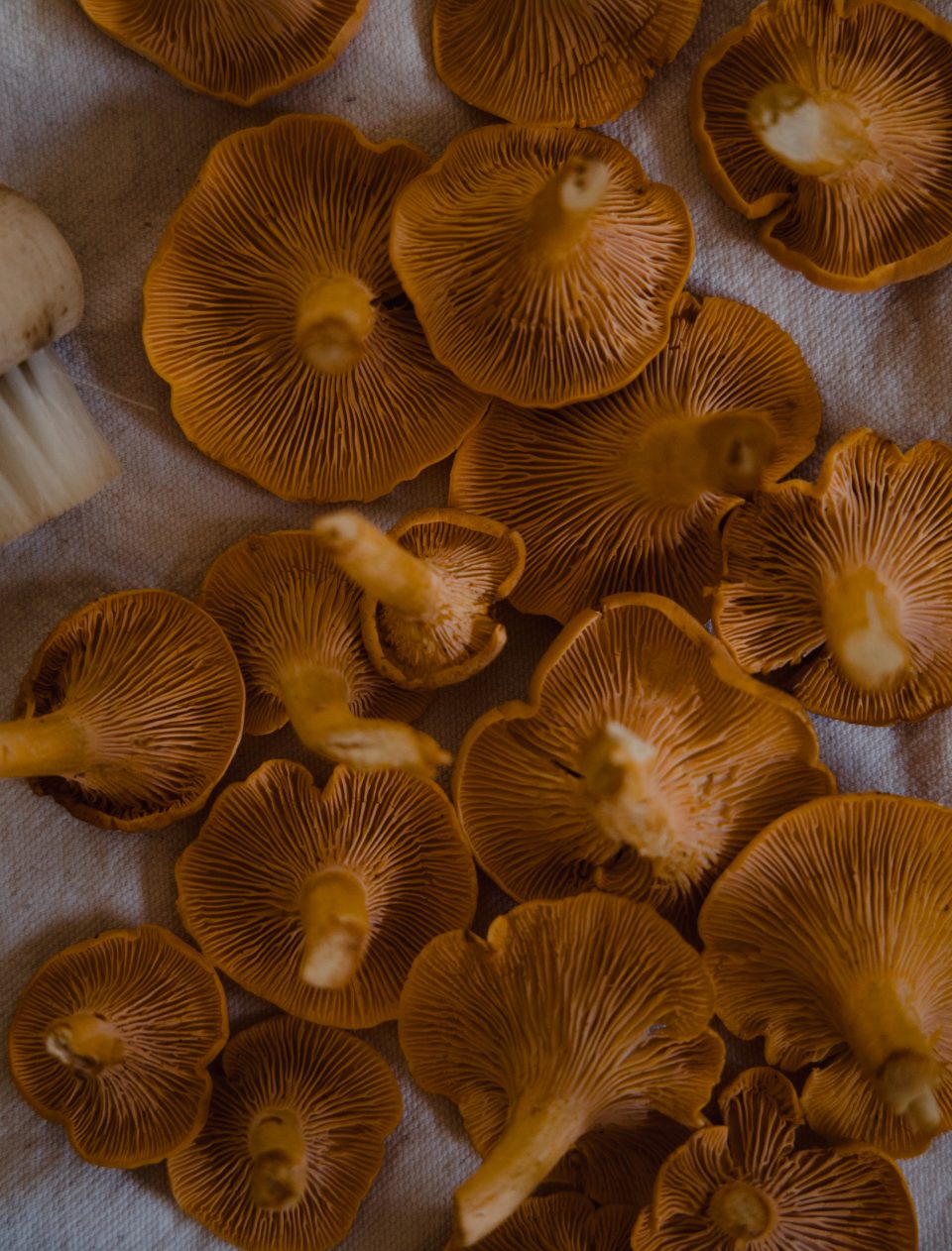 Champignons sauvages