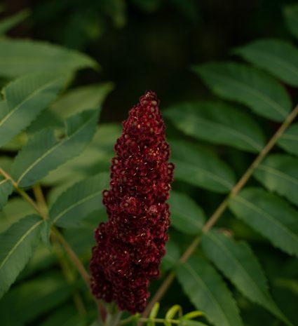 Grappe de sumac vinaigrier parmi les feuilles de l’arbuste