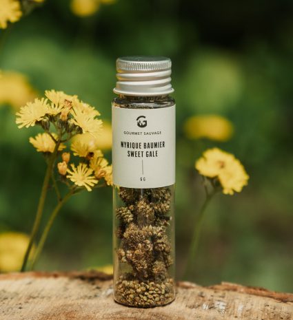 Tube de myrique baumier sur une souche parmi des fleurs jaunes